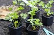Young Celeriac Plants