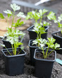 Young Celeriac Plants