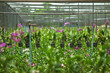 Foto: orchid farm orchid farm