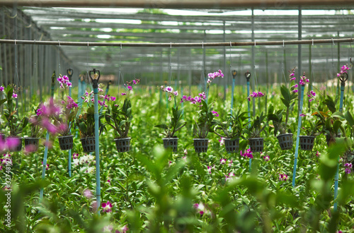 Foto: orchid farm orchid farm