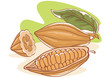 Vector: Cocoa beans Cocoa beans