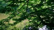 Am Waldsee