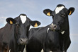 Two black and white Holstein cows facing the camera