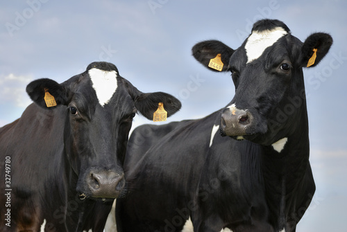 Photo: Two black and white Holstein cows facing the camera Two black and white Holstein cows facing the camera