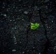 Plant Growing Out Of The Soil