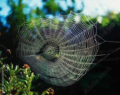 Photo: Spider's Web Spider's Web