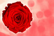 Carte avec rose rouge Carte avec rose rouge