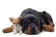 rottweiler et chihuahua