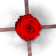 Paquet cadeau et rose rouge Paquet cadeau et rose rouge