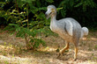 Riproduzione del DODO