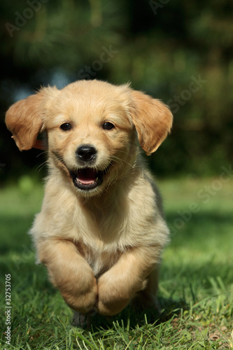 Photo: Puppy running in a garden Puppy running in a garden