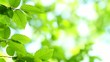 Hornbeam leaves