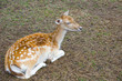 emale of a sika deer