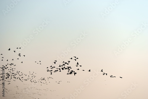 Foto: Ziehen Ziehen