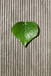 Feuille verte et Passion