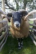 a ram in a pen