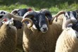 sheep tagged on their ears; northumberland, england