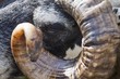 horns on a sheep