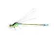 damsel-fly