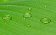 Bananenblatt mit Wassertropfen