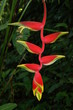 Helicona rostrata