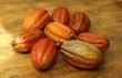 Fraiche récolte de cacao Fraiche récolte de cacao