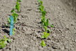 plantation de salades en manque d'eau