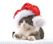 Junge Katze mit Weihnachtskappe