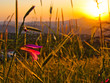 Sunrise flower Sunrise flower
