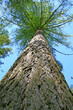 Larch tree, Looking up Larch tree, Looking up