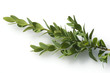 Buchsbaumzweig, Buxus sempervirens
