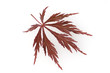 Faecherahorn; Acer palmatum