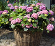 Hortensie; Hydrangea macrophylla