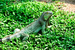 green Iguana