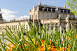 dresden and flowers