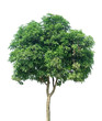 Mango Tree