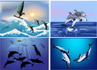 set of compositions with dolphins