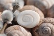 Photo: Operkulum und Weinbergschneckenhäuser mit schönen Spiralen Operkulum und Weinbergschneckenhäuser mit schönen Spiralen