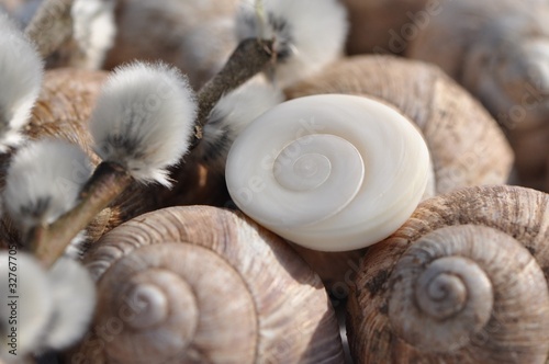Photo: Operculum und Weinbergschneckenhäuser mit schönen Spiralen Operculum und Weinbergschneckenhäuser mit schönen Spiralen