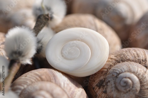 Photo: Operkulum und Weinbergschneckenhäuser mit schönen Spiralen Operkulum und Weinbergschneckenhäuser mit schönen Spiralen