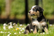 Hundewelpe auf Blumenwiese