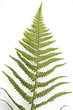 Wurmfarn; Dryopteris filix-mas