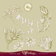 Set of flowers vector for decoration and design