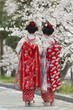 Geiko & Sakura