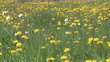 Background of green grass and yellow dandelions.