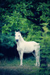 Poney Welsh blanc en liberté