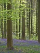 blauer blüttenteppich im wald (hasenglöckchen)11