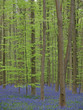 blauer blüttenteppich im wald (hasenglöckchen)8