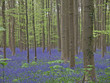 blauer blüttenteppich im wald (hasenglöckchen)7