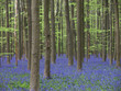 blauer blüttenteppich im wald (hasenglöckchen)5